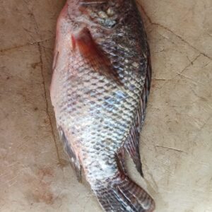 Mojarra de mar