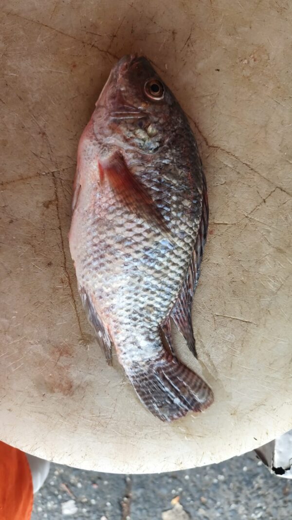Mojarra de mar