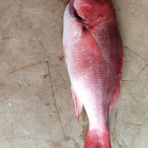 Guachinango